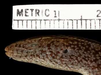 Media type: image;   Herpetology R-39736 Aspect: head lateral